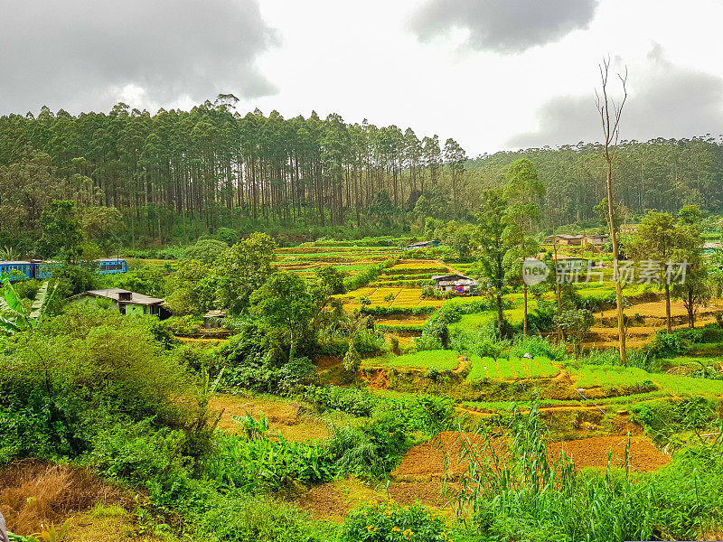 在斯里兰卡的火车旅行通过茶叶种植园Ella, Nuwara Eliya和Kandy